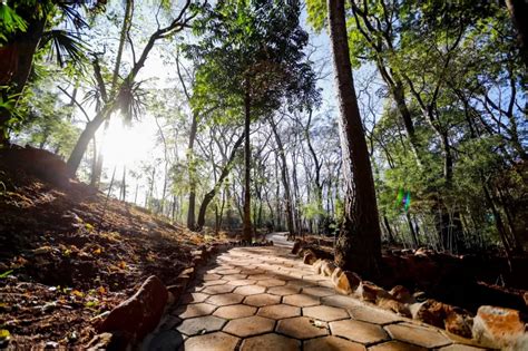 Jardim Japonês do bosque de Ribeirão Preto é reaberto ao público Veja