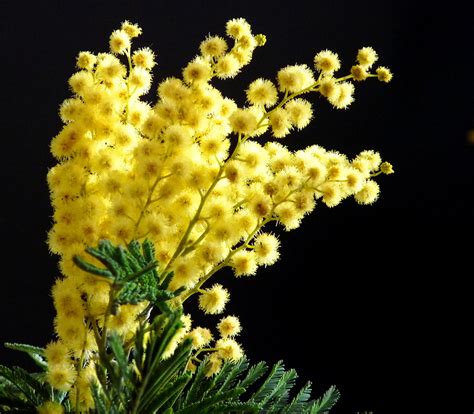 Цветы мимоза фото и картинки - 45 фото