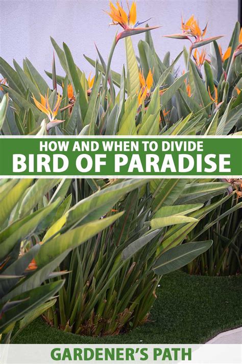 How To Divide A Bird Of Paradise Plant Gardeners Path