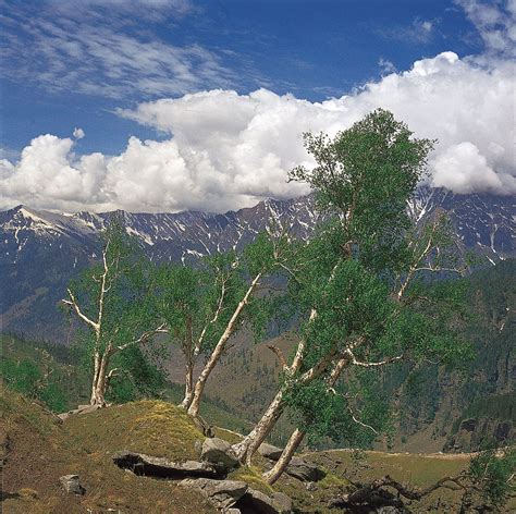 Himalayas Flora Fauna Ecosystems Britannica