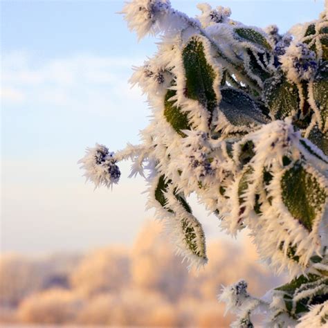 Bildet tre natur gren blomstre snø kald vinter anlegg