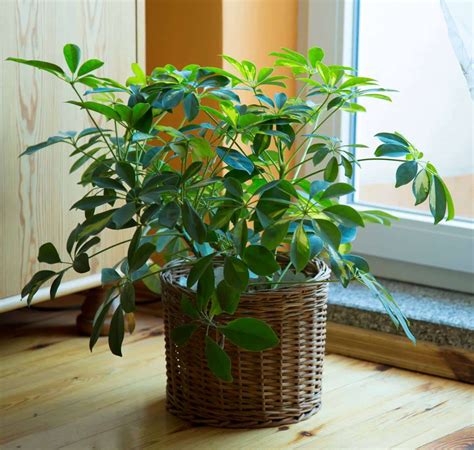 12 plantes d intérieur décoratives et faciles d entretien