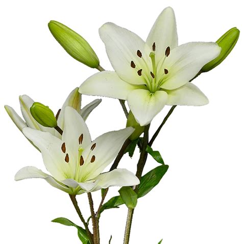 White Lilies Flowers | ubicaciondepersonas.cdmx.gob.mx