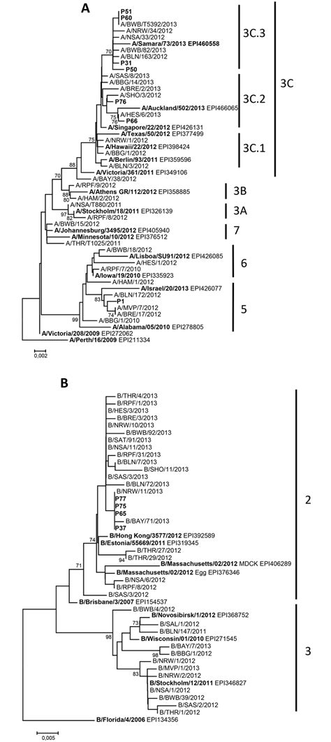 Phylogenetic Tree Of Influenza A H N A Nt Nt And