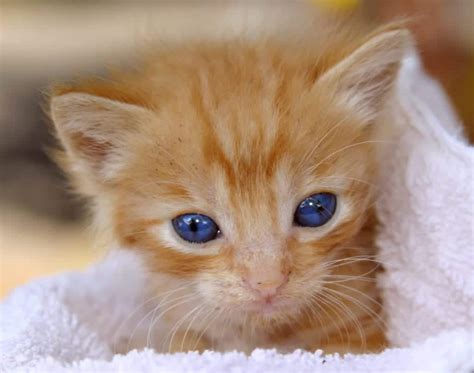 Mesmerizing! Fun Facts About Cats Eye Colors - Cole & Marmalade