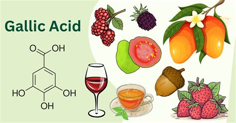 Gallic Acid — Structure, Health Benefits, Food Sources, and Toxicity