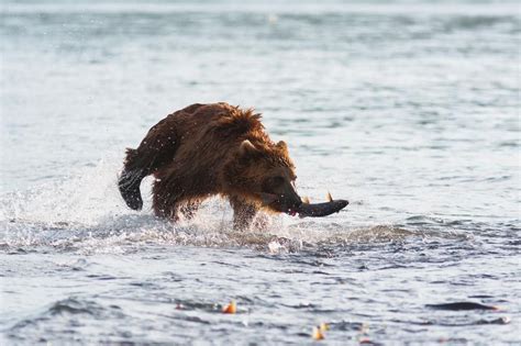 Bear fishing #wildlife_photography #wildlife #fishing #bear Having ...