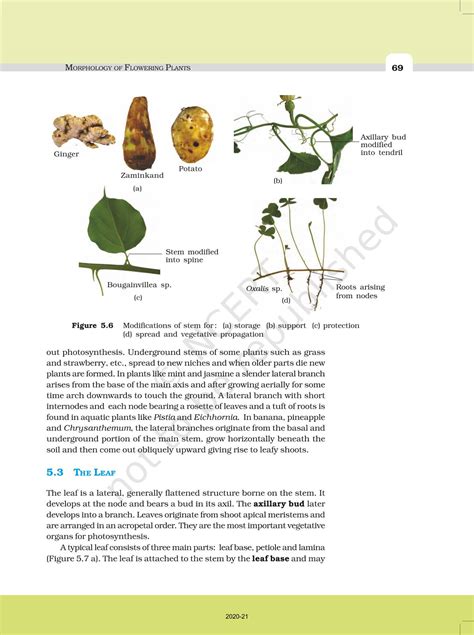 Morphology Of Flowering Plants Ncert Book Of Class 11 Biology