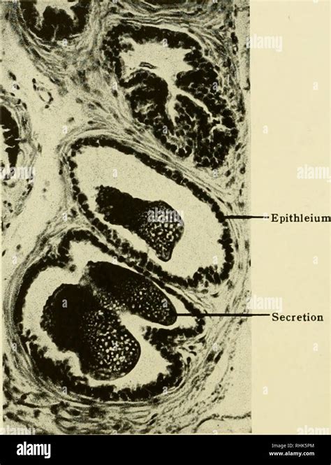 . Biology of the laboratory mouse. Mice as laboratory animals; Mice ...