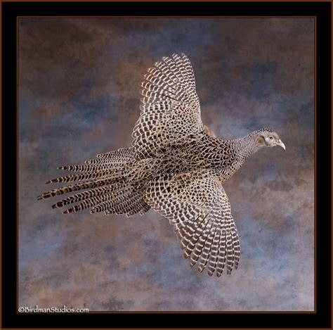 The Best Pheasant Mounts Superior Taxidermy