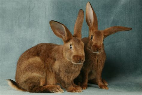 Cutest Bunnies You’ll Want to Take Home | Reader's Digest Canada