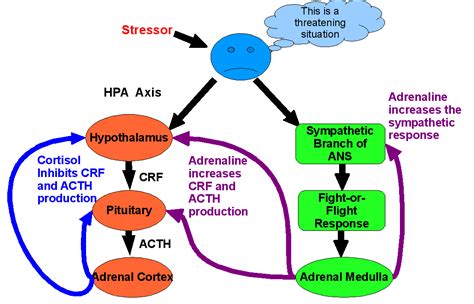 Hpa As En Sam As Fysiologie Adrenal Disorders Autonomic Nervous