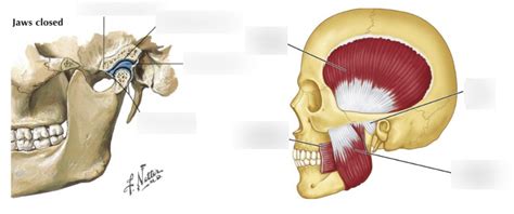 Y Gastrointestinal Anatomy Tmj Diagram Quizlet