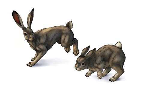 How To Draw Animals Hares And Rabbits Envato Tuts