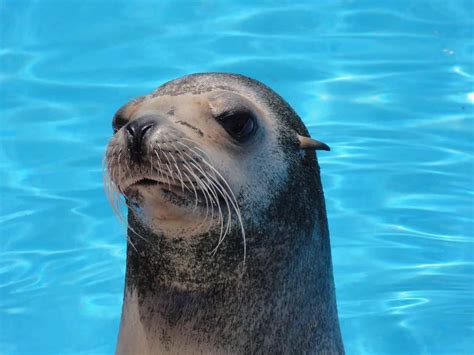 On The Menu: Do Sea Lions Eat Penguins? - MarinePatch