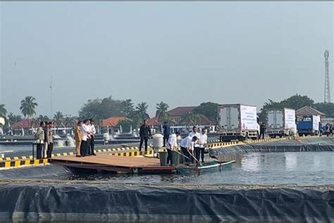 Jokowi Panen Ikan Nila Salin Di Tambak Air Payau Karawang