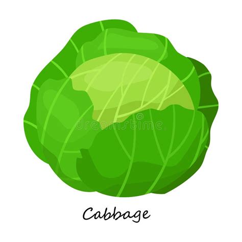 Cabbage Cartoon Stock Illustrations – 6,766 Cabbage Cartoon Stock ...