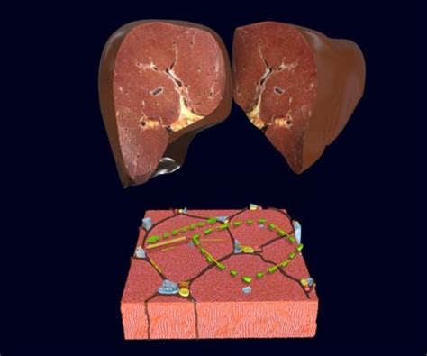 ArtStation - Liver histology anatomy labelled | Resources