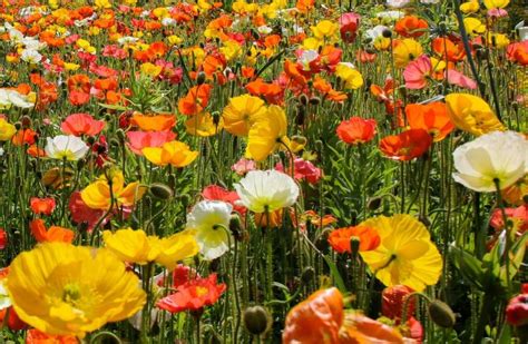 August Birth Flowers: Gladiolus and Poppy | The Old Farmer's Almanac