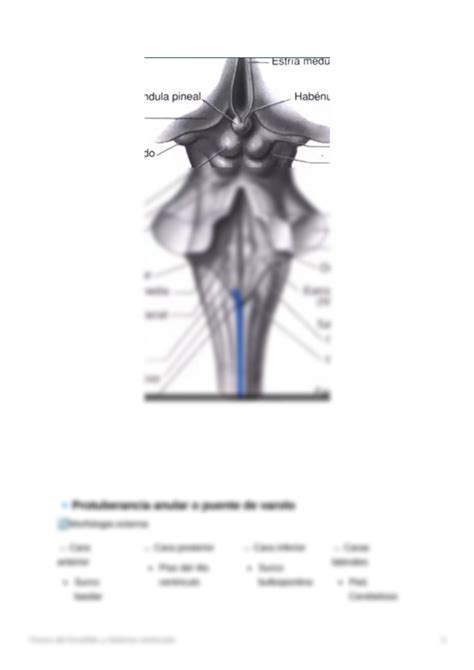 Solution Neuroanatom A Tronco Encef Lico Y Sistema Ventr Cular