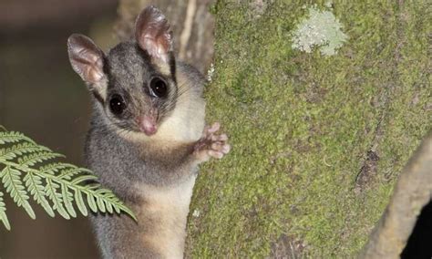 We modelled the future of Leadbeater's possum habitat and found bushfires, not logging, pose the ...