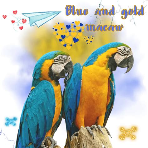 Blue And Gold Macaw Habitat Personality Care Food And Haelth