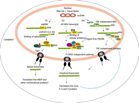 Nuclear Export Of Hepatitis B Virus Mrnas I Nuclear Export For