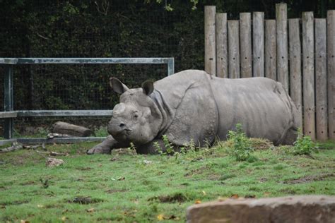 Indian Rhino Zoochat