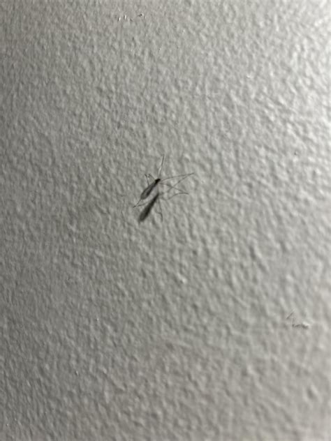 Have you seen this bug in the Bay Area? : r/bayarea