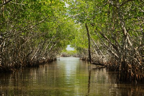 The Mangroves of the Everglades - Captain Mitch's * Everglades Airboat rides