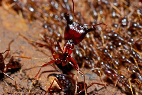 Ant Larvae Learn About Nature