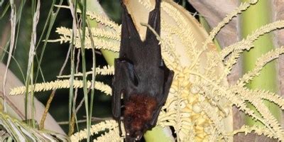 FRUIT & NECTAR BATS – MAMMALS OF BORNEO