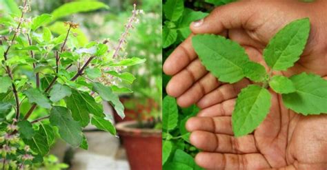 तुलसी के फायदे Tulsi Ke Fayde Uses Of Tulsi In Hindi Popxo Hindi