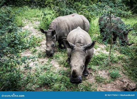 Baby Rhinoceros Stock Photo Image Of Safari Baby Group 96177654