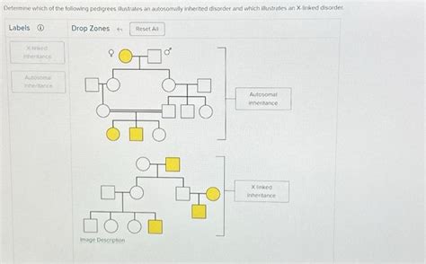 Solved Determine Which Of The Following Pedigrees Chegg