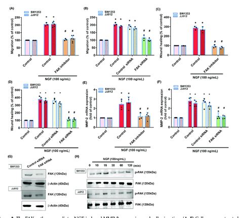 The Fak Pathway Mediates Ngf Induced Mmp Expression And Cell