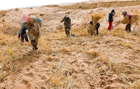 国家林草局：我国近十年累计完成防沙治沙任务282亿亩绿政公署澎湃新闻 The Paper