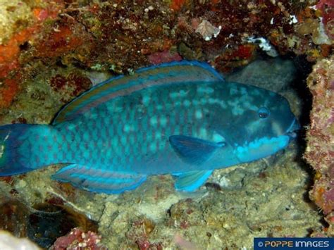 Chlorurus Microrhinos Poppe Images