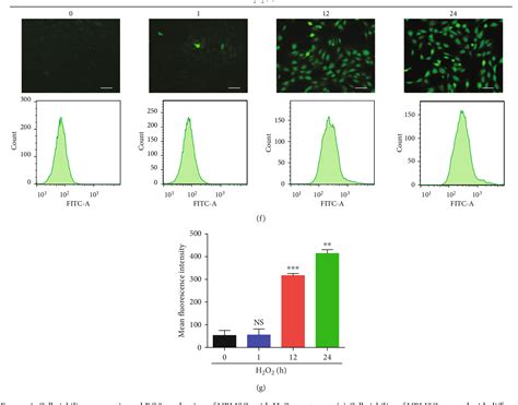 Figure From Heme Oxygenase Mediated Autophagy Protects Against