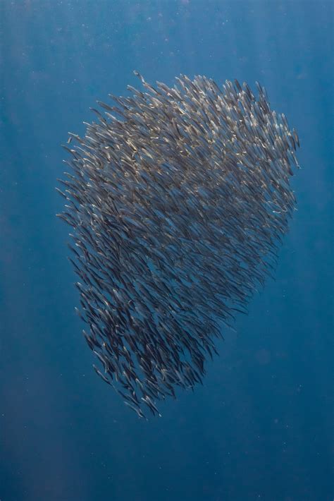 La D Couverte Des Poissons P Lagiques Phare D Eckm Hl