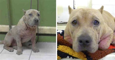 Perrita de raza pit bull estaba en peligro de muerte pero su vida cambió