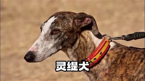 动如脱兔，静若处子，说的应该就是灵缇犬了吧灵缇灵缇犬猎犬护卫犬工作犬腾讯视频