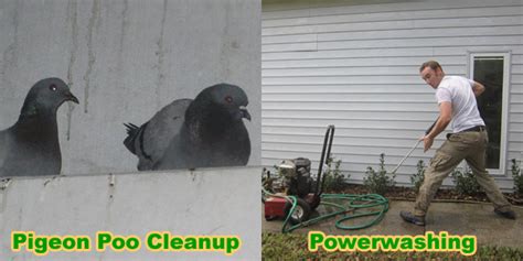 How to Clean Pigeon Poop, Droppings from Sidewalk, Buildings, in Attics