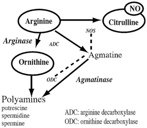 The Arginine Metabolic Pathway Showing The Conversion Of L Arginine To