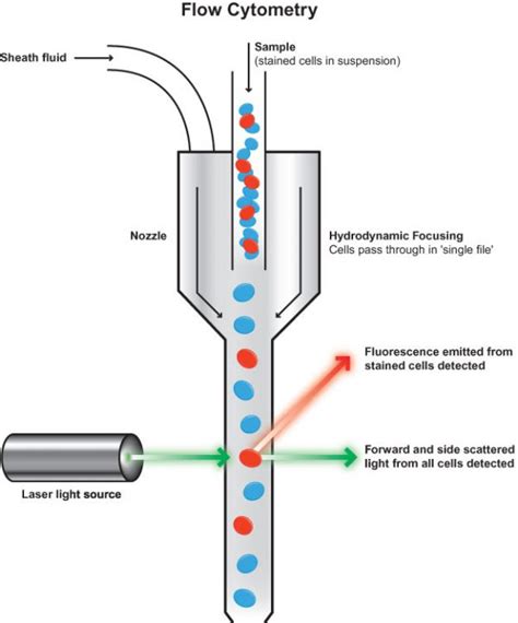 What Is Flow Cytometry Cytognos Sl