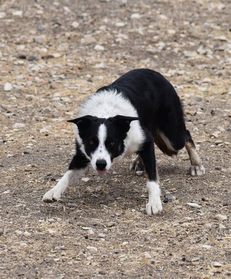 Border Collies Herding Training