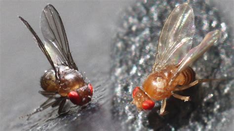 When Fruit Flies Get Sick, Their Offspring Become More Diverse | NC State News