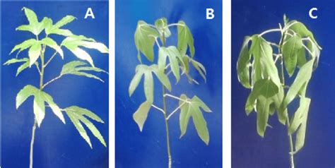 Comparison Of Visual Damage Of Dendropanax Morbifera As Affected By