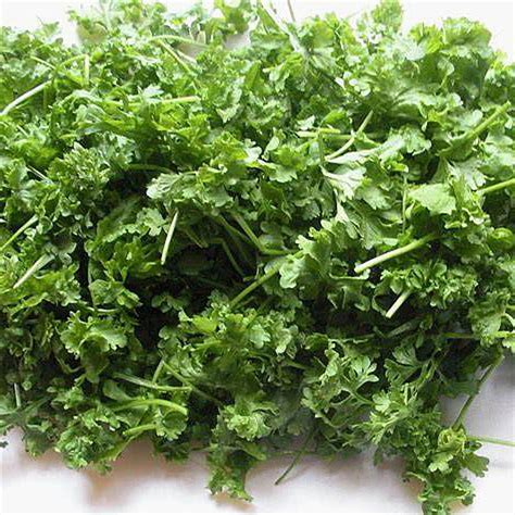 Cress Herb 500 Seeds 2 Grams Hirts Gardens