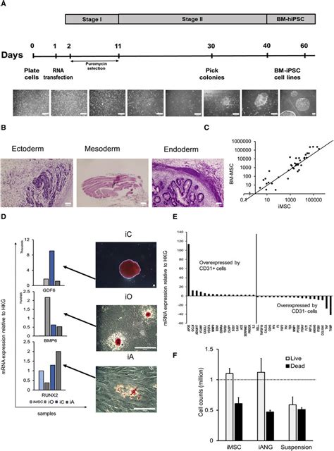 Bm Ipsc Derived Bone Marrow Bm Milieu Supports Human Hematopoietic Download Scientific